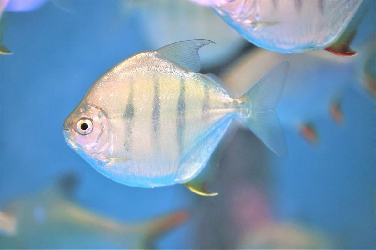 метинис тигровый Metynnis fasciatus