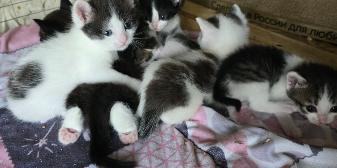 Девятью животиками одной молочной капли