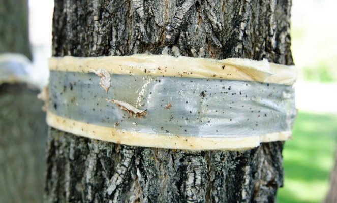Ловчие пояса: надёжный барьер против вредителей на стволе дерева