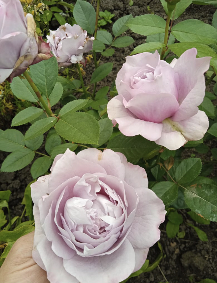 Роза Нивалис