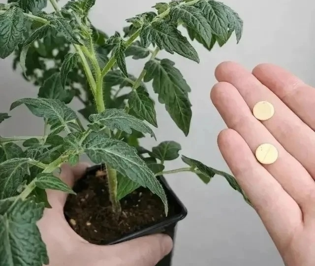 10 подкормок для крепкой рассады