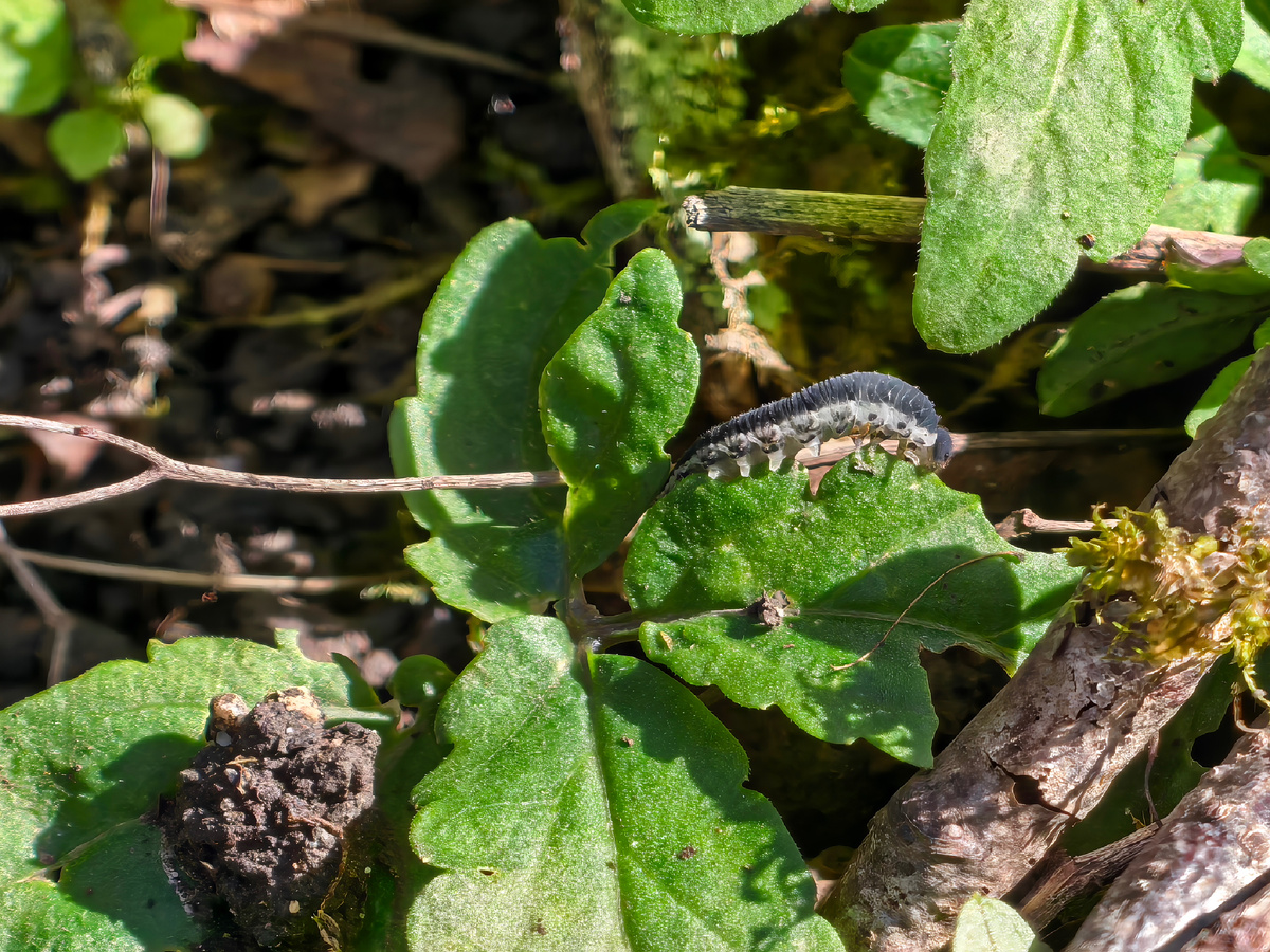 Не верь глазам своим - это не гусеница, это личинка рапсового пилильщика