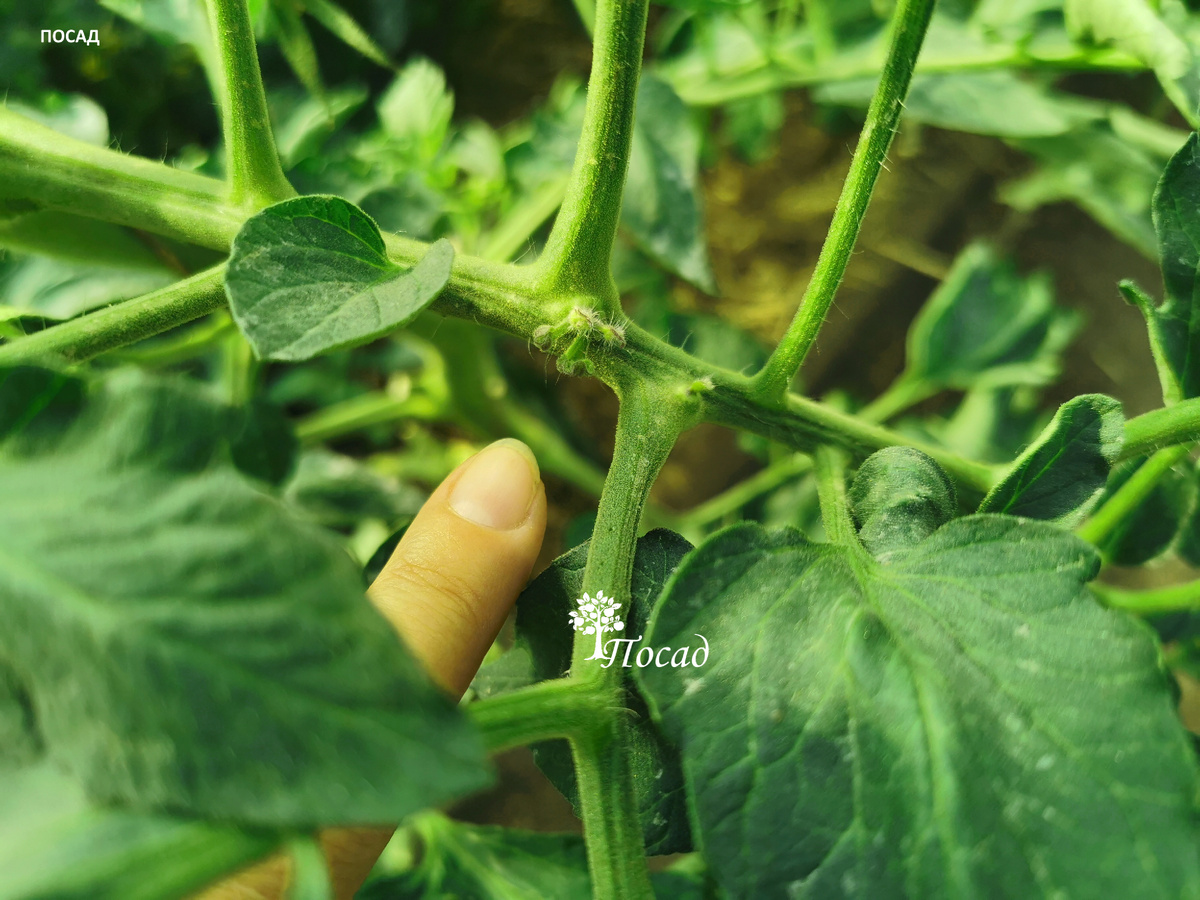 Избыток азота на томате.