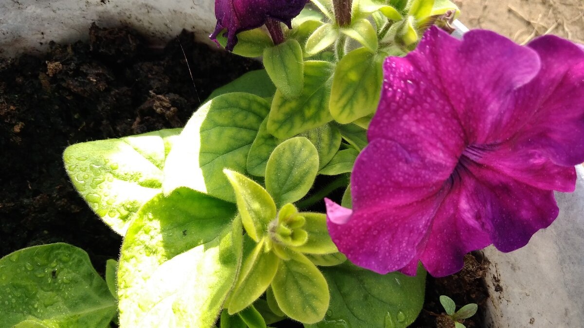 Железный хлороз на петунии из-за длительного похолодания. Это не дефицит азота!