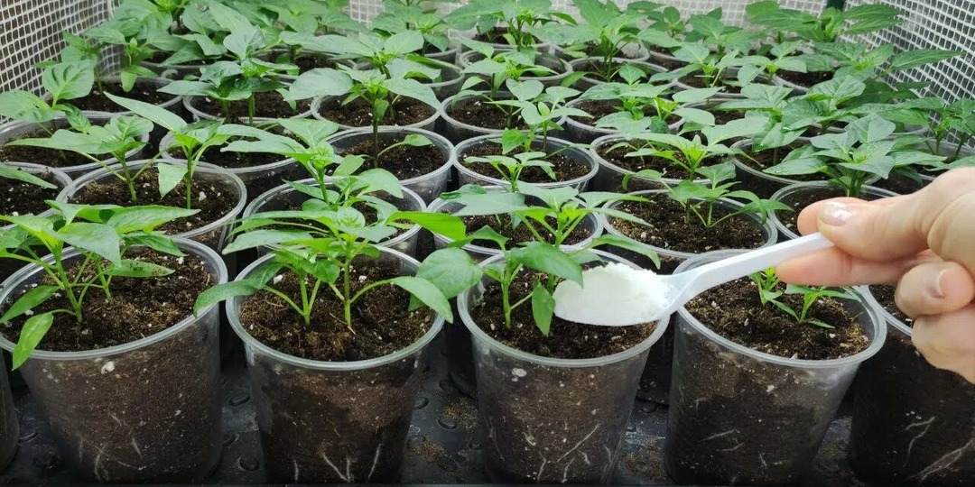 10 РАБОЧИХ ПОДКОРМОК ДЛЯ КРЕПКОЙ РАССАДЫ ТОМАТОВ И ПЕРЦЕВ