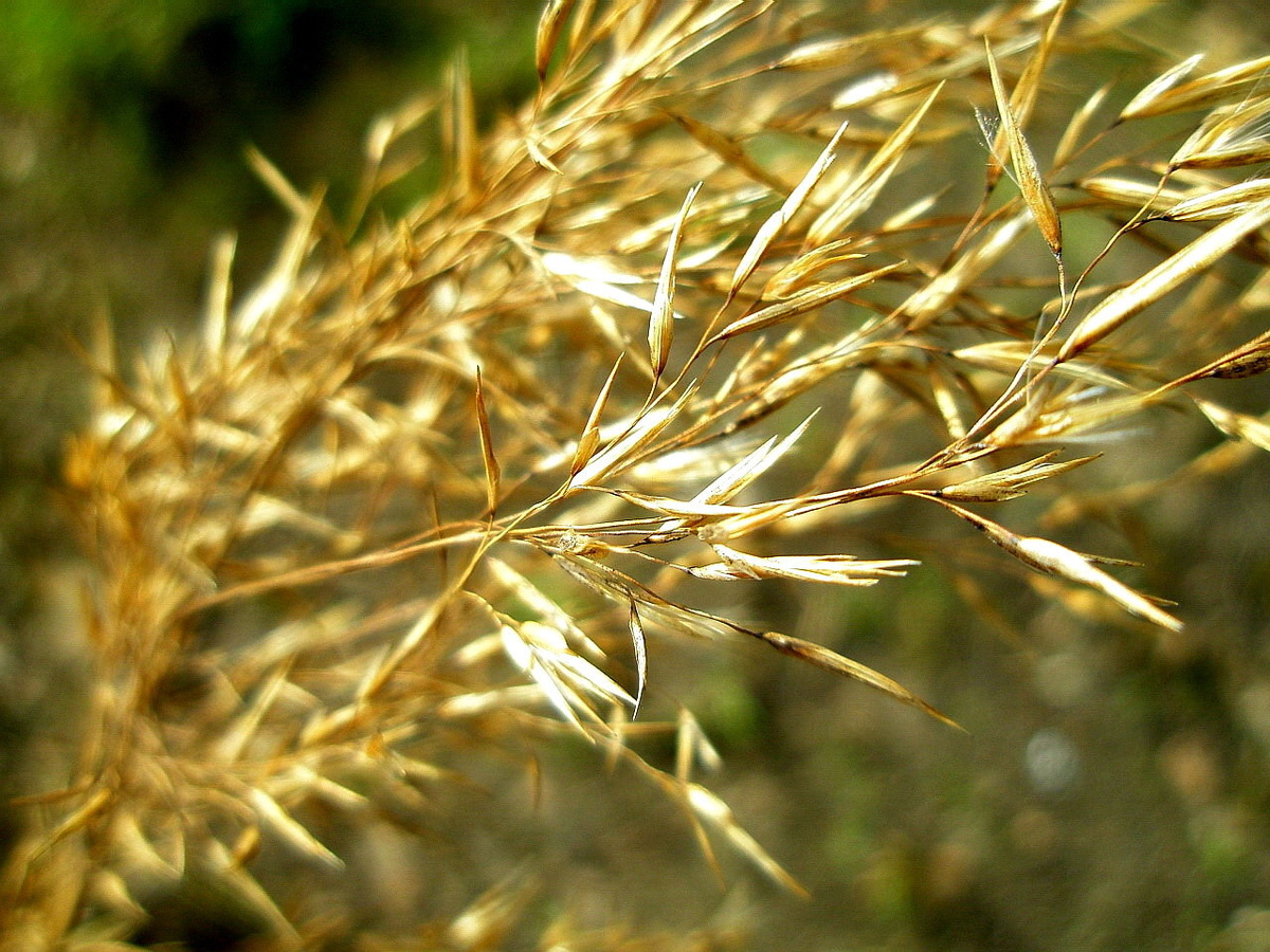 Фото: Соцветие костра безостого