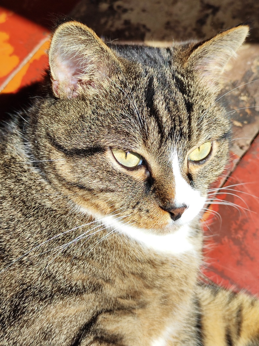 Лёха греется на солнышке