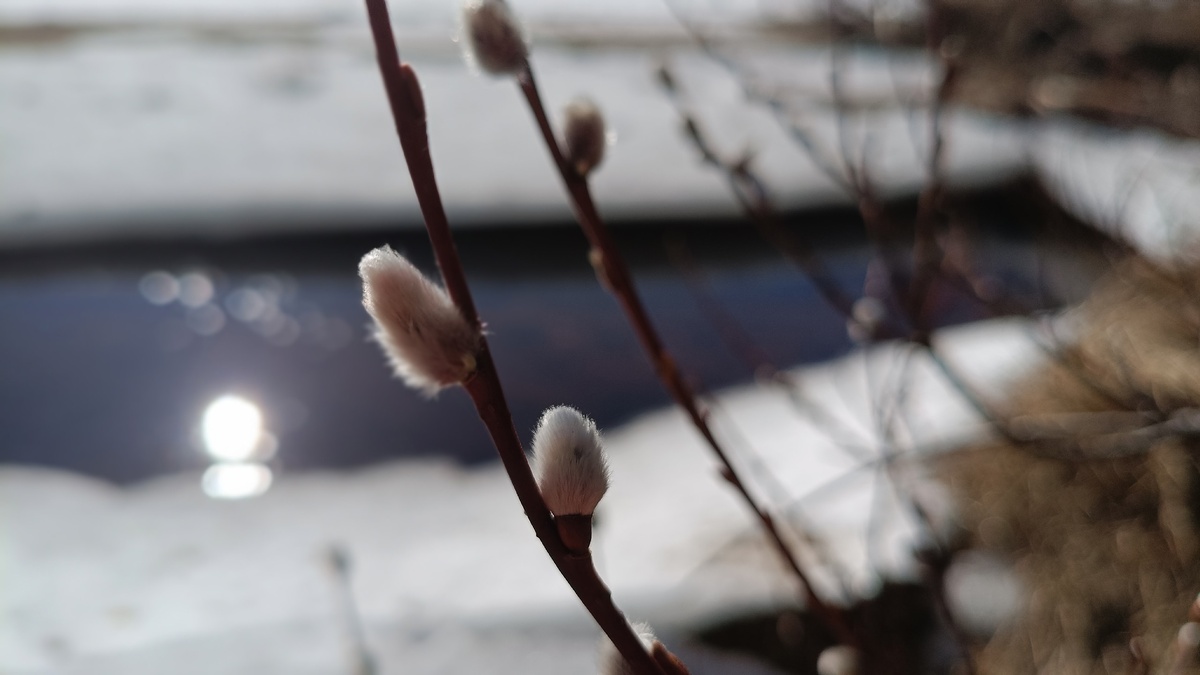    фото: © Столица на Онего