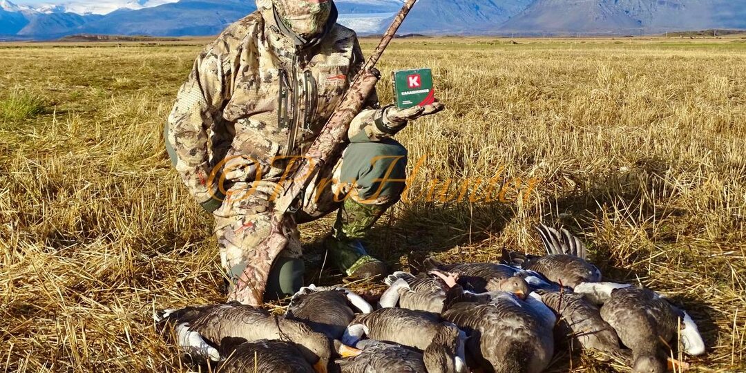 На гусиной охоте в #исландия