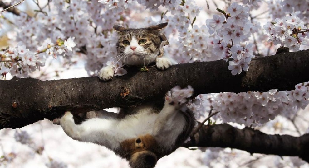 Рак языка 4ой степени и Я. Часть 336. Заливка, режим ждуна активирован. Рутина.