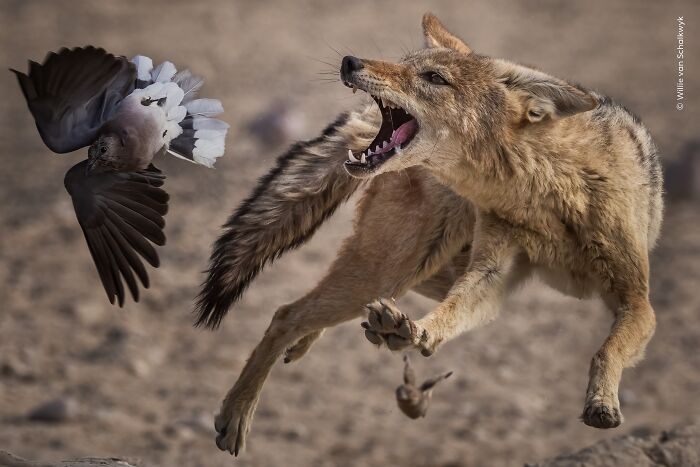 9 лучших фотографий дикой природы 2026 года по версии «Wildlife Photographer of the Year»