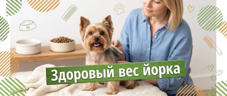    Иллюстрация к материалу: Вес йоркширского терьера: как понять, что питомец здоров и счастлив