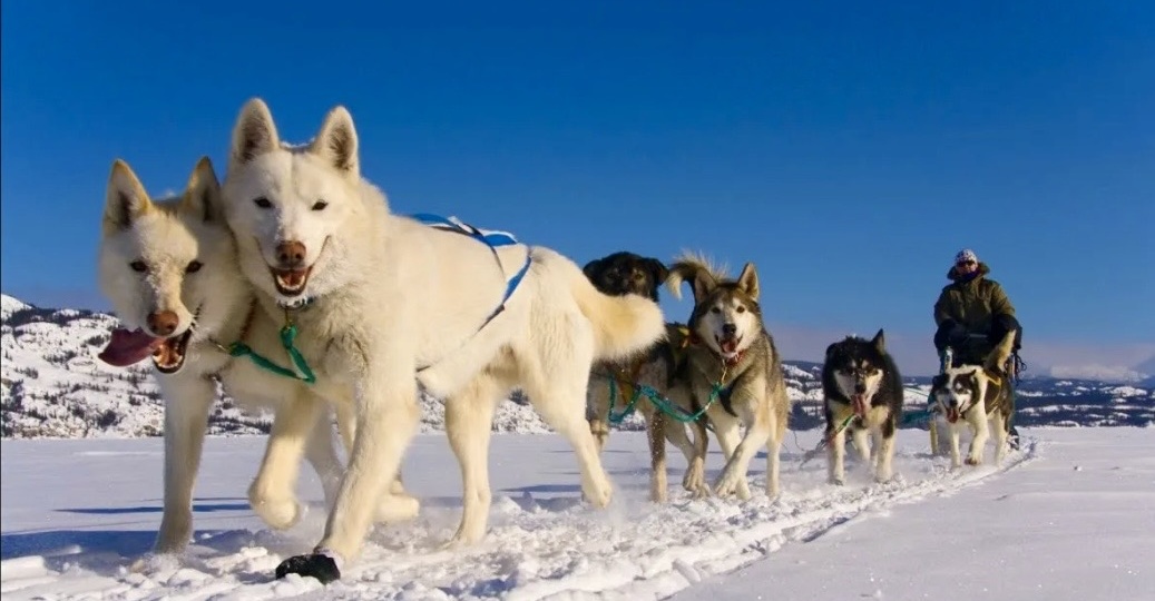 Они бегут туда, куда человек уже не осмеливается