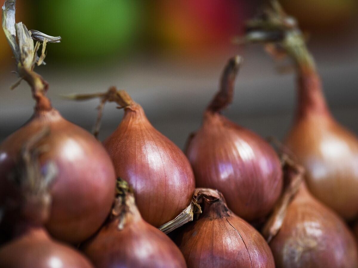    Репчатый лук | © РИА Новости / Владимир Астапкович
