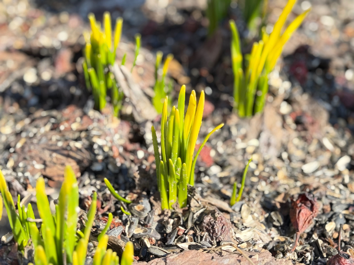 Первые стрелки нарциссов, тюльпанов и мускариков чрезвычайно радуют. Жизнь продолжается! 