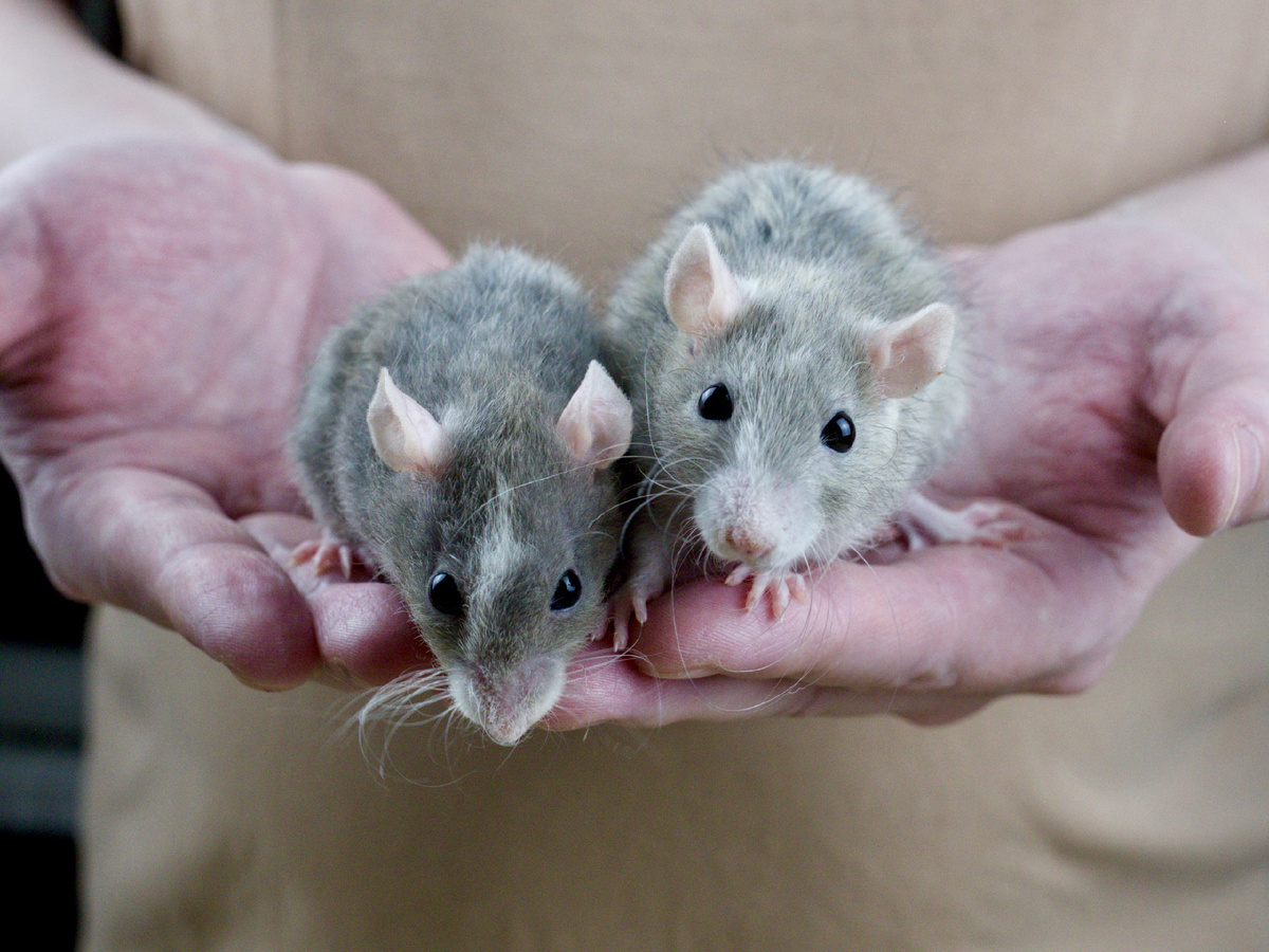 карликовые крысы Винки и Оин
