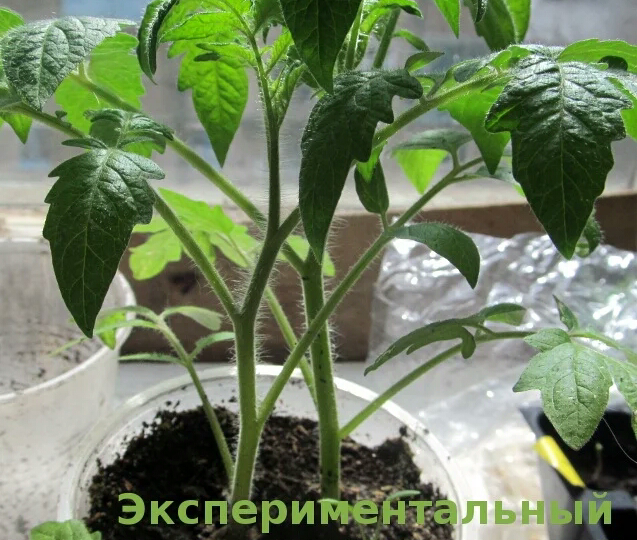 Главная подкормка томатов после пикировки - кто ее знает, всегда с мощной рассадой. Агрономы советуют: для роста корня, для толстого стебля