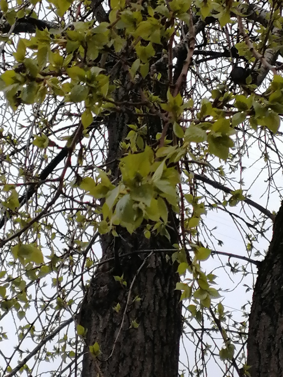 Листья такие уже большие 