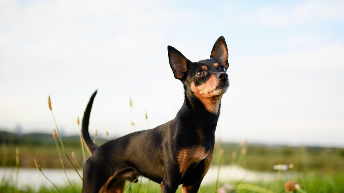    Активность клещей — сезонный риск для домашних животных
