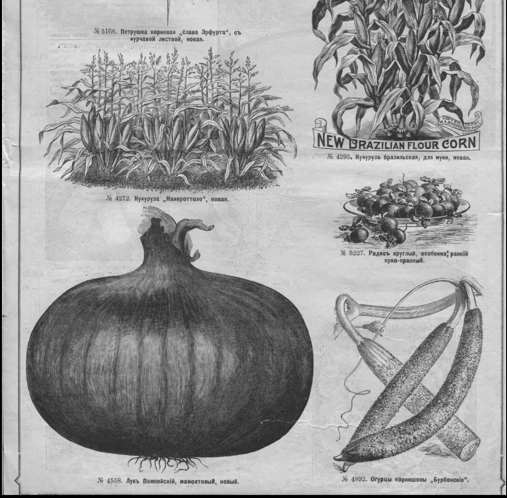 Иллюстрация из Каталога Грачева, 1898г.