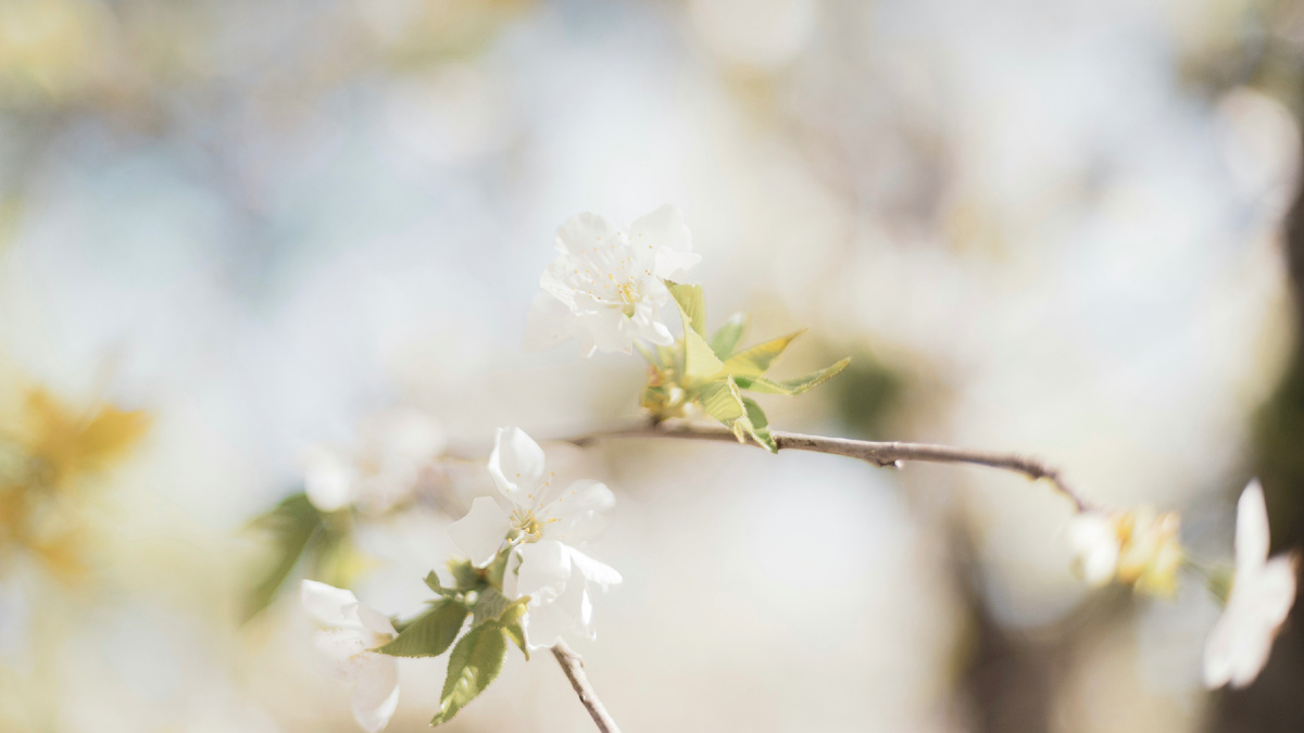 Автор: Milad Fakurian