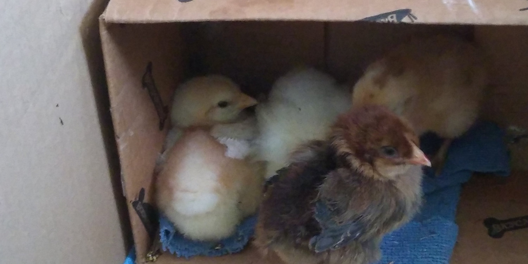 Сказка о Луше и цыплятах