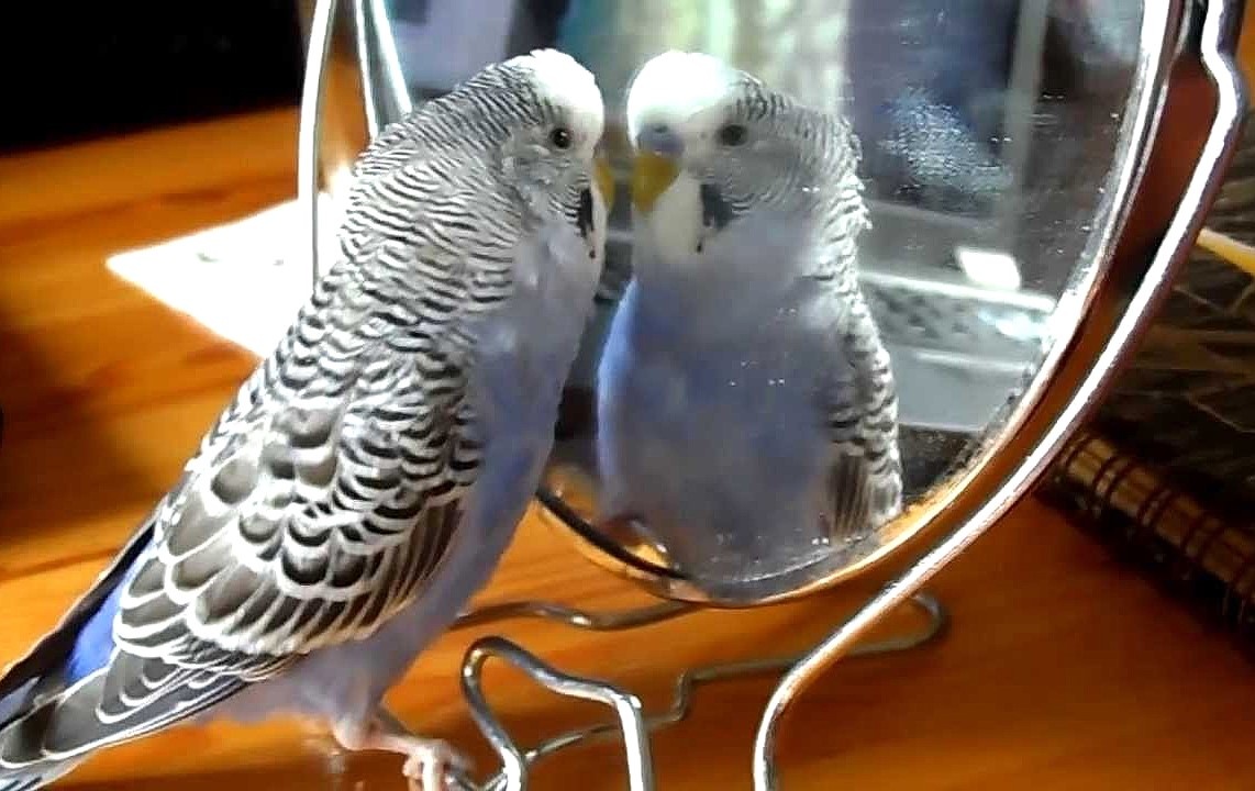 Друг или соперник?