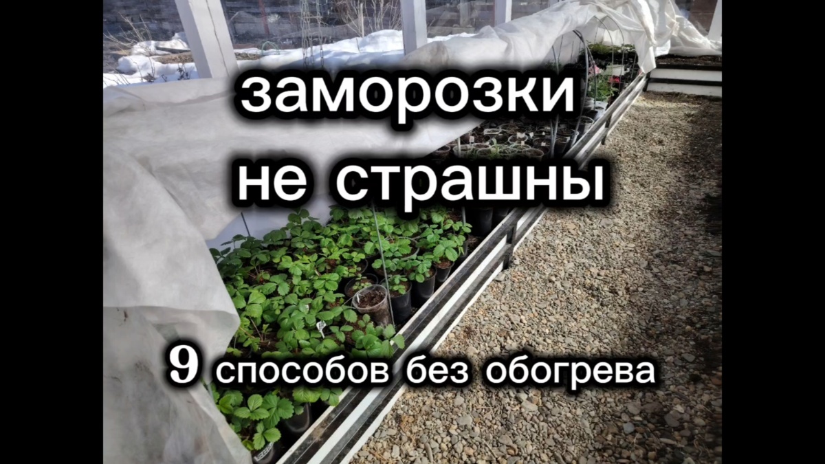 Заморозки переживаем уверенно