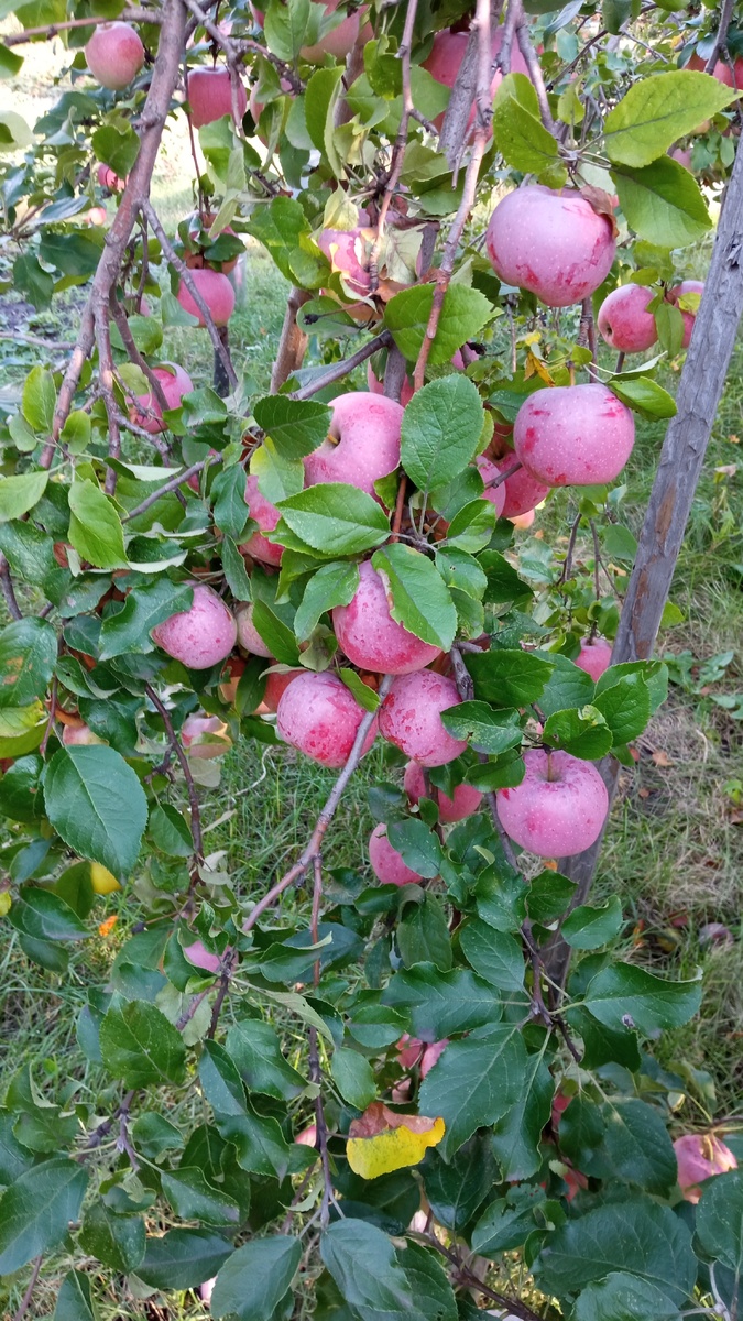 фото личное