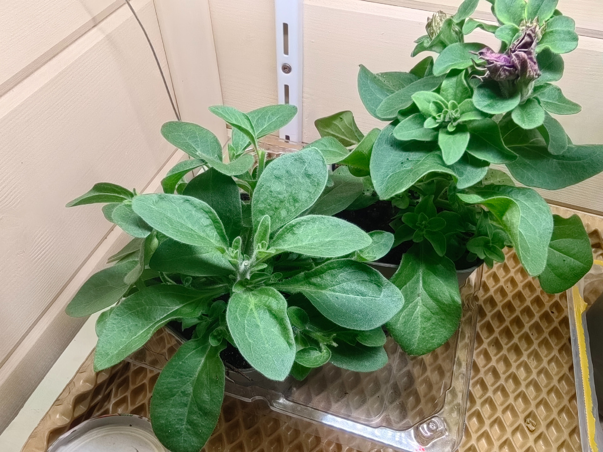 На заднем плане петуния махровая Артист. Её формирую иначе.