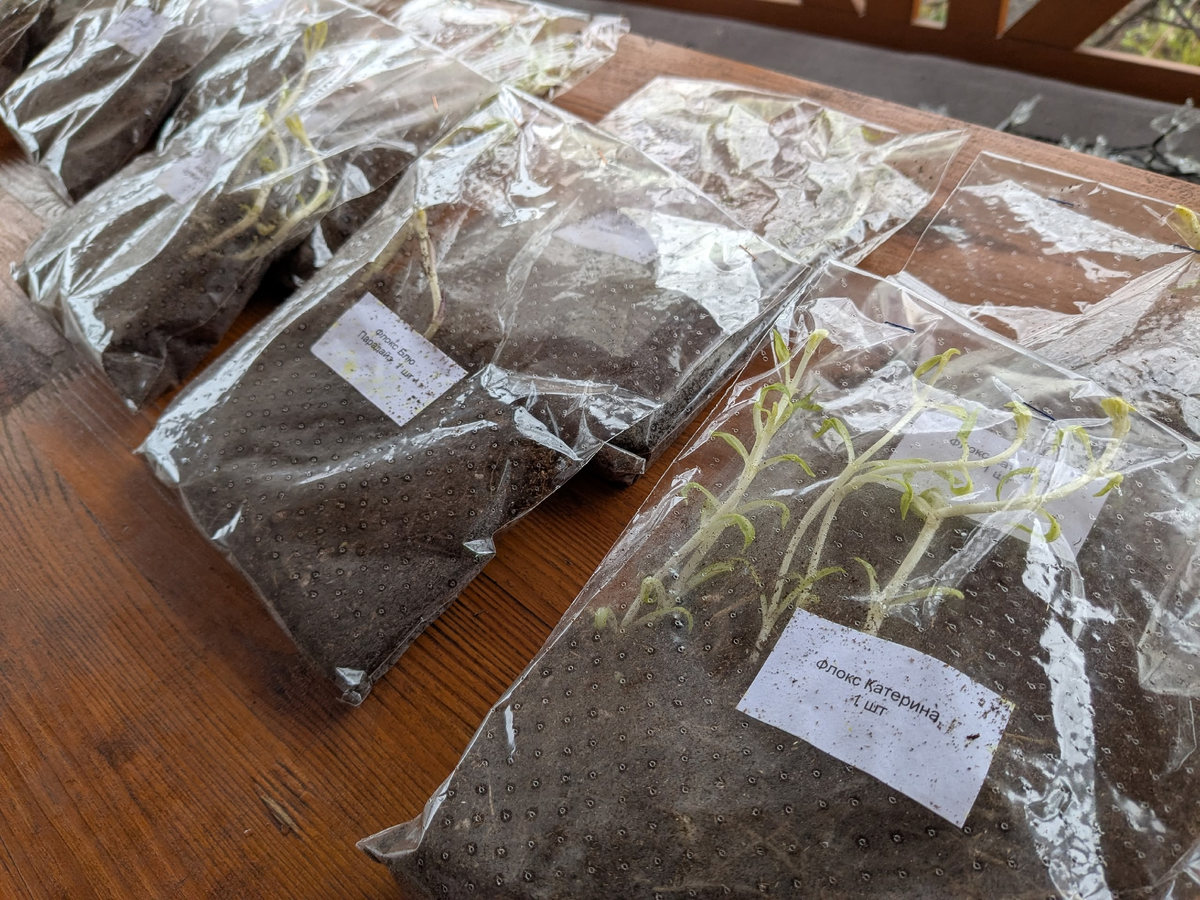 Достала из посылки флоксы вот в таком виде