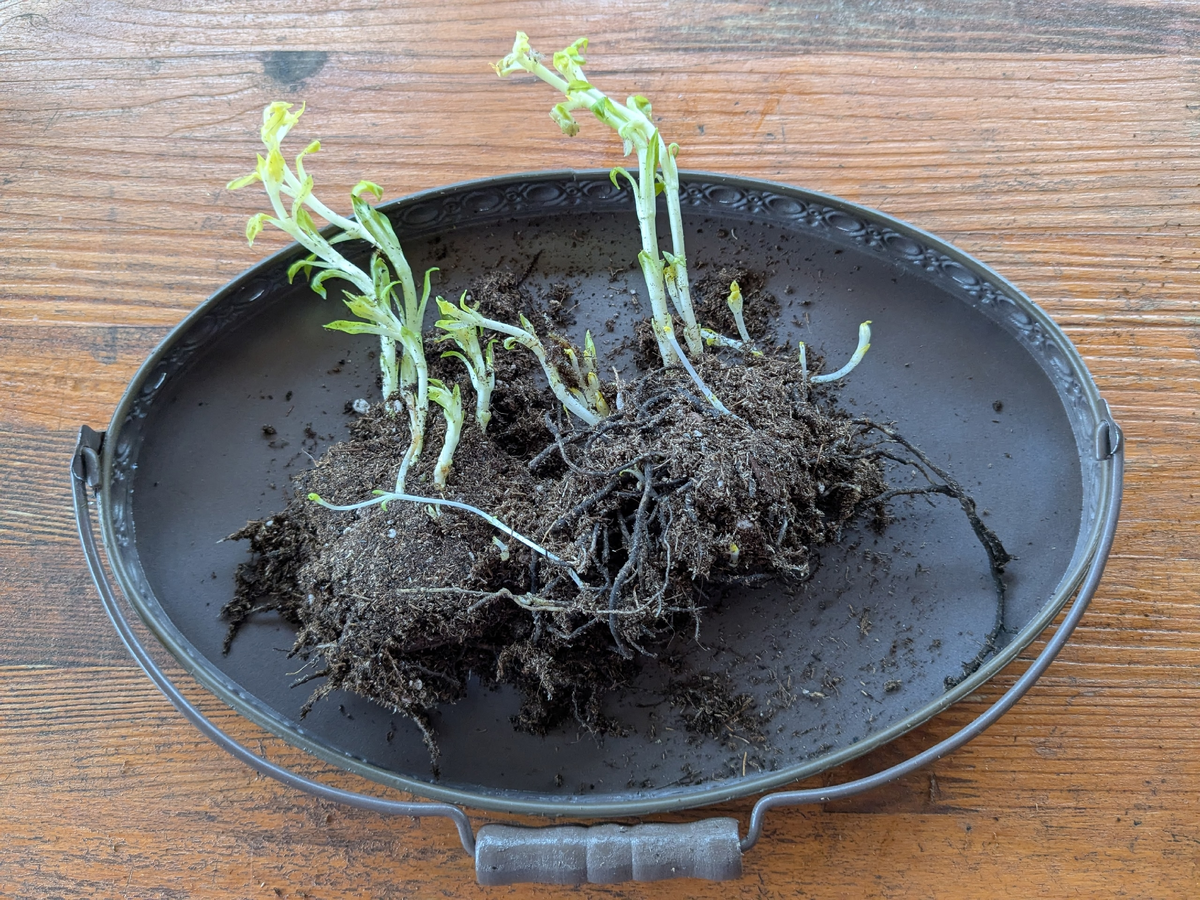 Делёнки маленькие, возможно поэтому я и брала по два экземпляоа каждого сорта