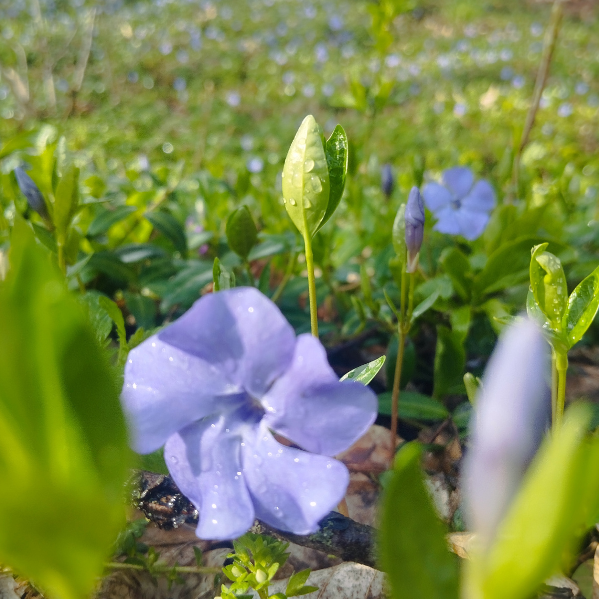 Барвинок после дождя