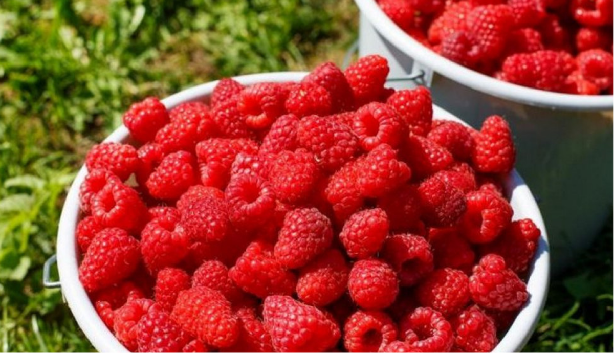 Такой урожай все хотят собирать вёдрами