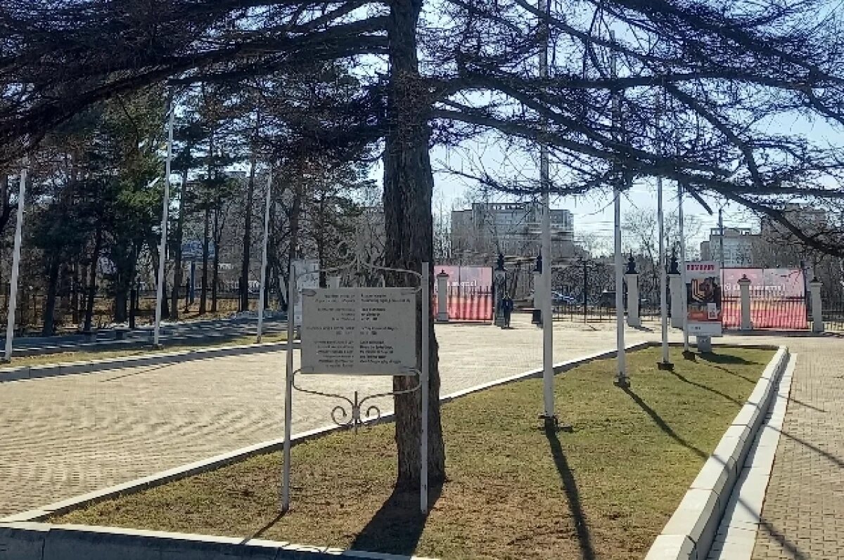    Лиственница в парке, высаженная Юрием Гагариным