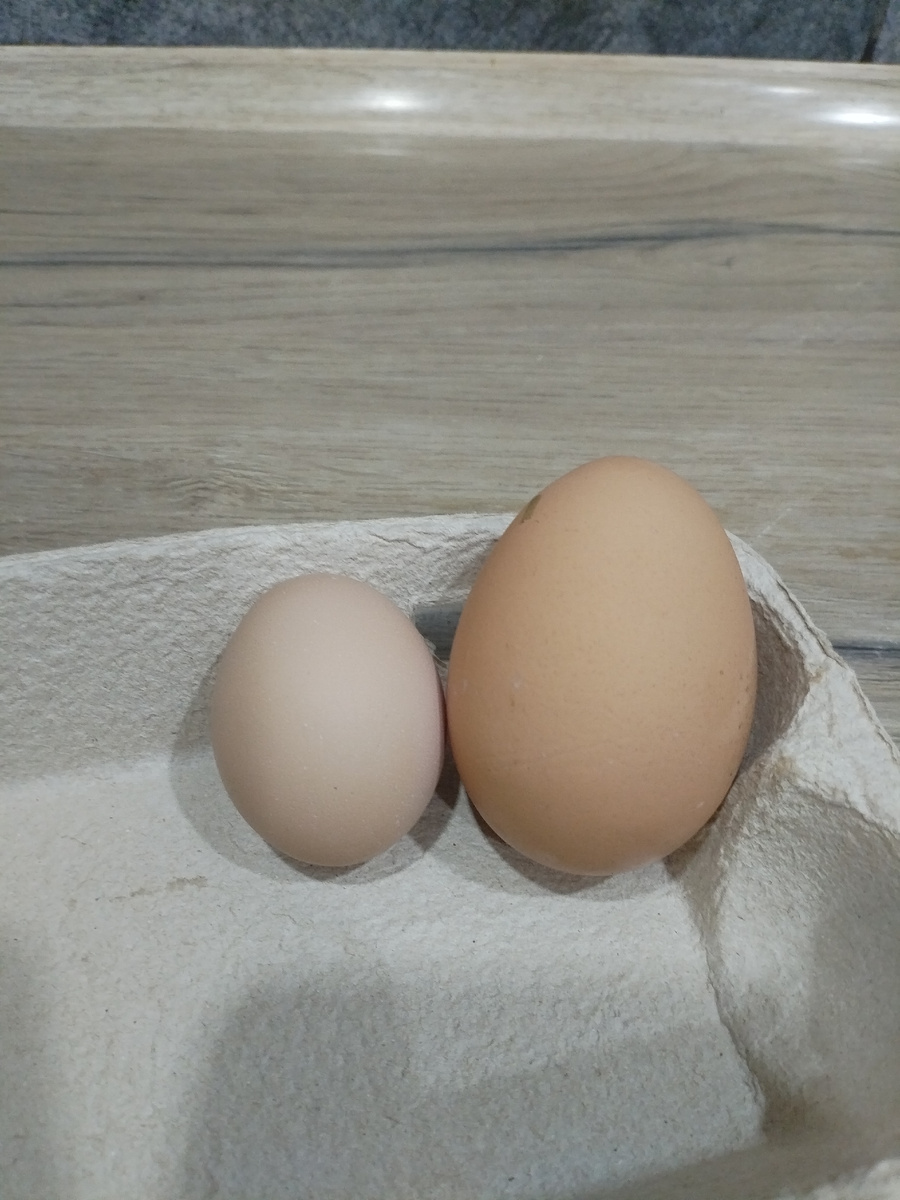 Вот домашние яички
