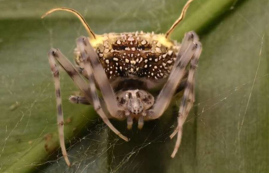    Фото: David Diaz-Guevara