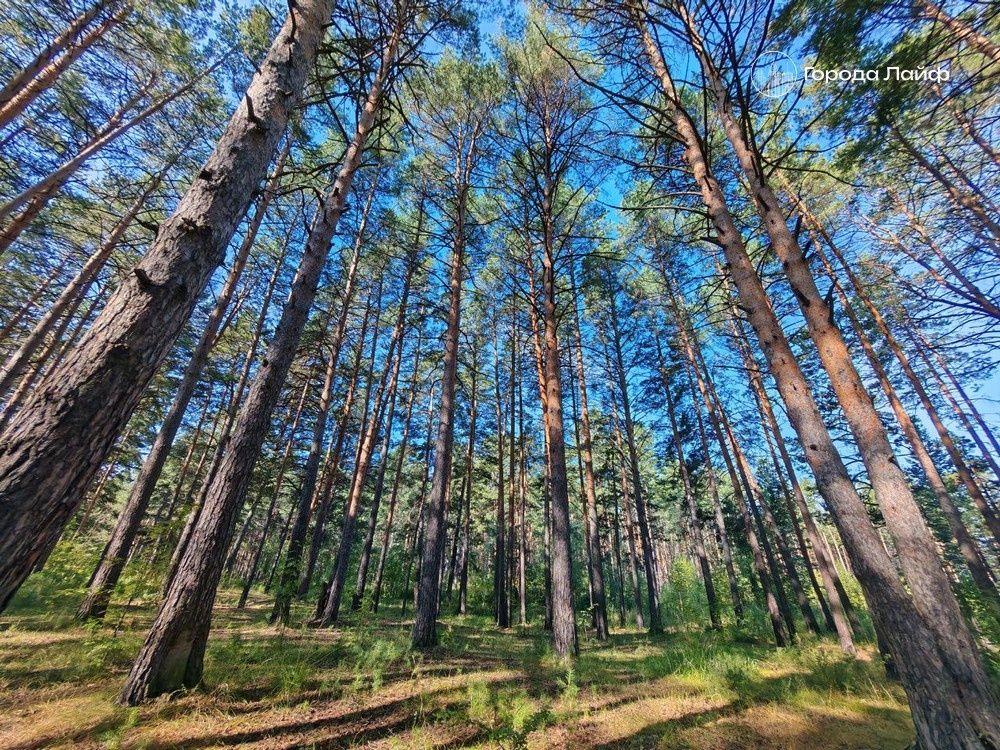    В Свердловской области запустили МАКС-ЧАТ для быстрого выявления лесных пожаров