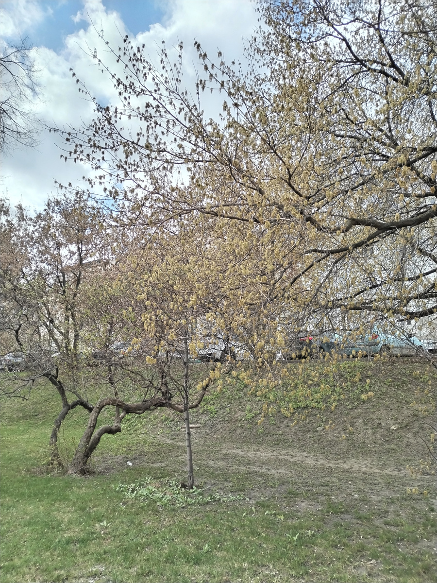 Распускаются первые зелёные листочки. Апрель 2026.Фото автора. 