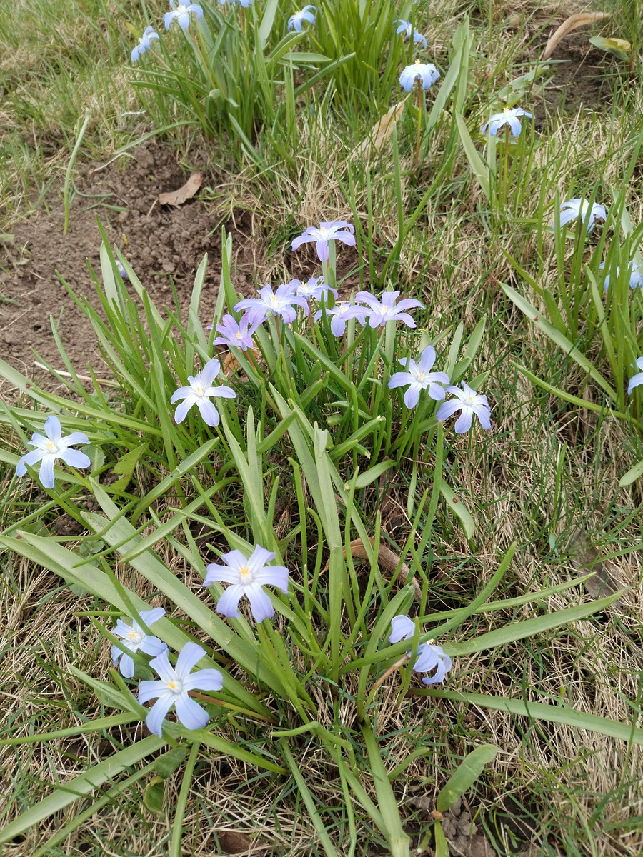 Первоцветы в Патриаршем парке у Храма Христа Спасителя. Апрель 2026.Фото автора. 