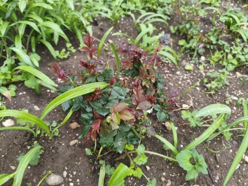 Крымская весна: качели, перемены, похолодание перед Пасхой