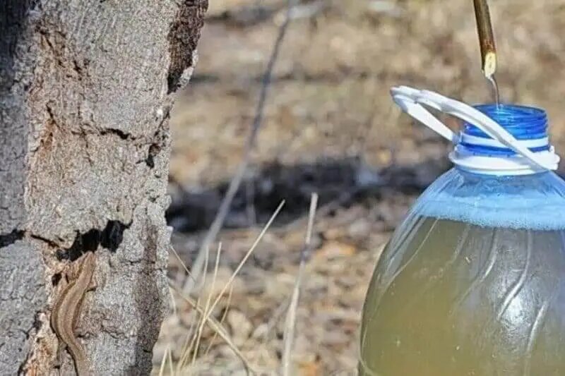 Экологичная подсочка: сок стекает по веточке в чистую ёмкость, не касаясь коры и земли