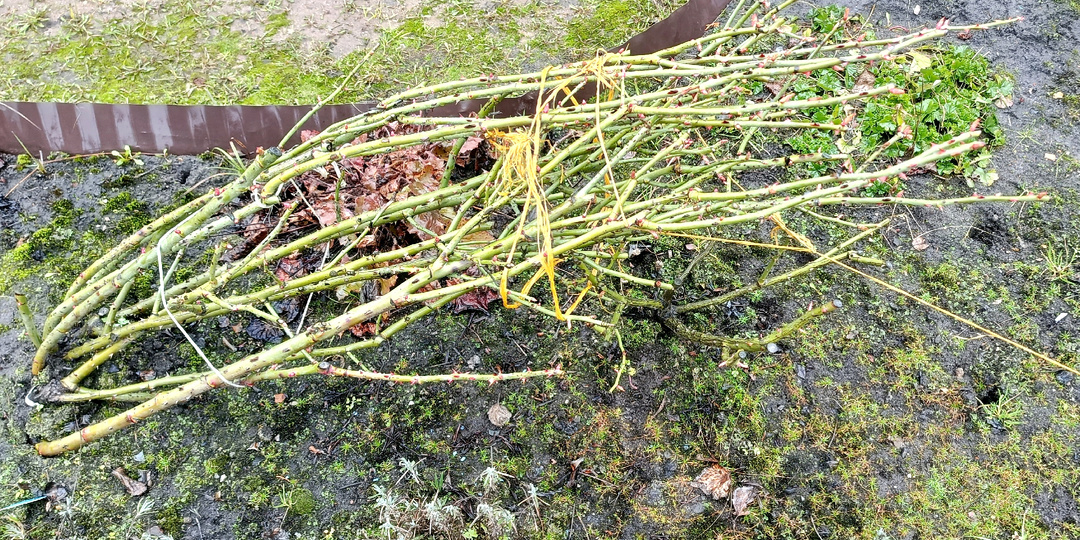 Когда и как весной поднимать высокие розы?