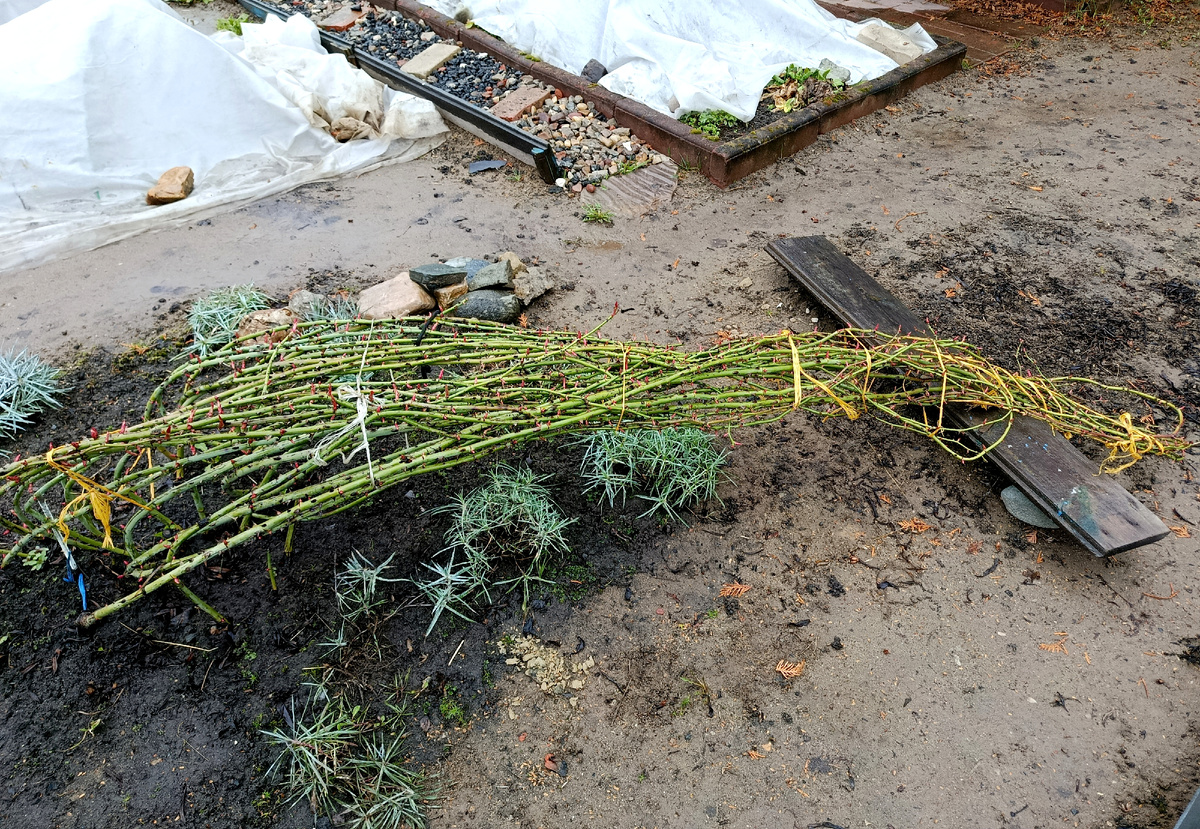 Фламментанц. Фото автора 