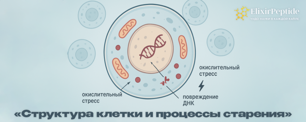 структура клетки и процессы старения