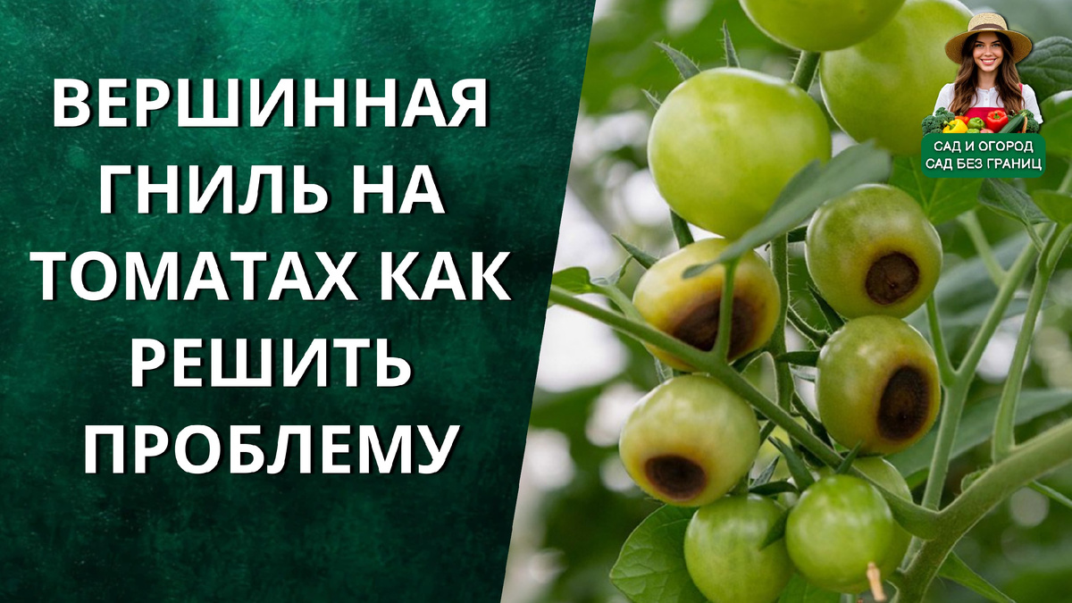Вершинная гниль на томатах. 