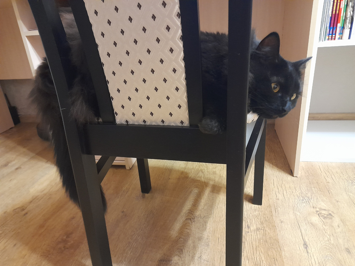 Не спит, просто отдыхает. А я в это время сидела на краю. Пришлось освободить стул. Что не сделаешь ради кота?