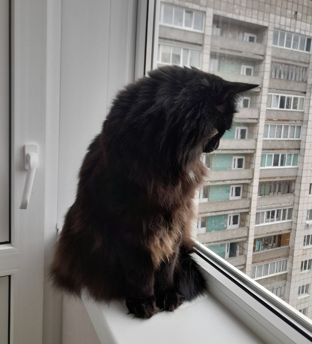 Неудобно, зато интересно. А птички там или просто люди — неважно. Главное — наблюдать. Кошачий телевизор в действии.