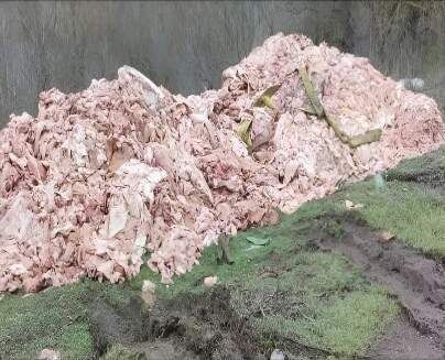    Фото пресс-службы Управления Россельхознадзора по Ростовской области Газета Колос