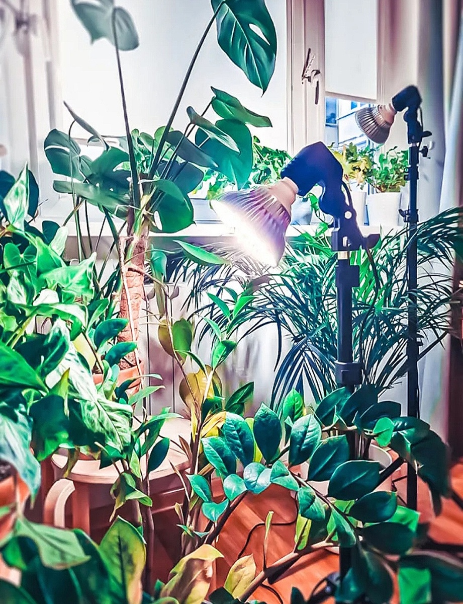 Обратите внимание на сильно подсохшие листики. Думаю, что данная фитолампа, точно не подходит растениям.